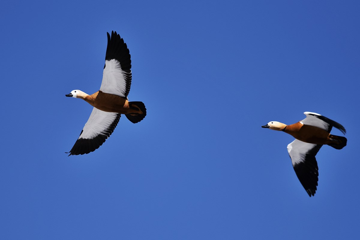 Bar Headed Goose | Foto von Liu Bin