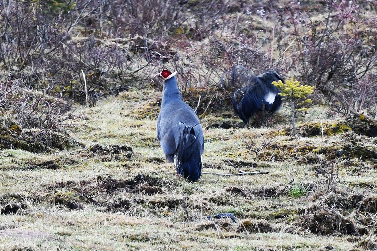 Blue Eared Pheasant | Foto von Liu Bin