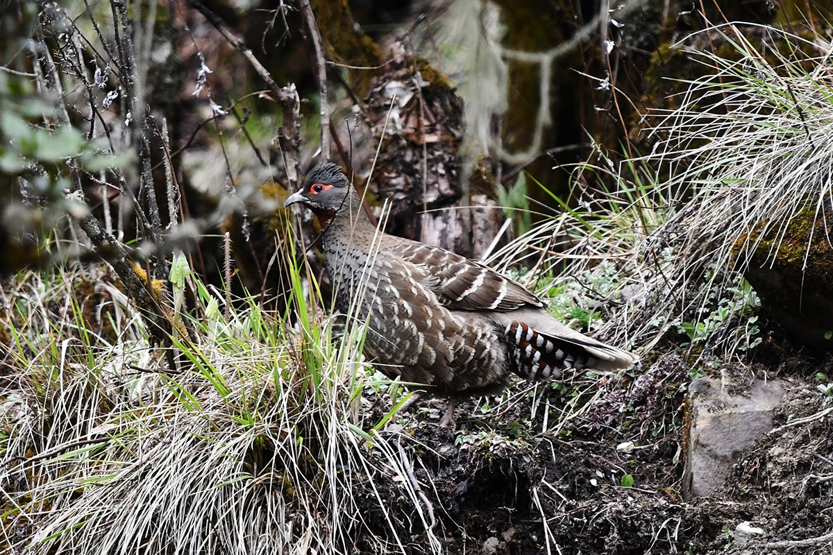 Chestunt Throated Partridge | Foto von Liu Bin