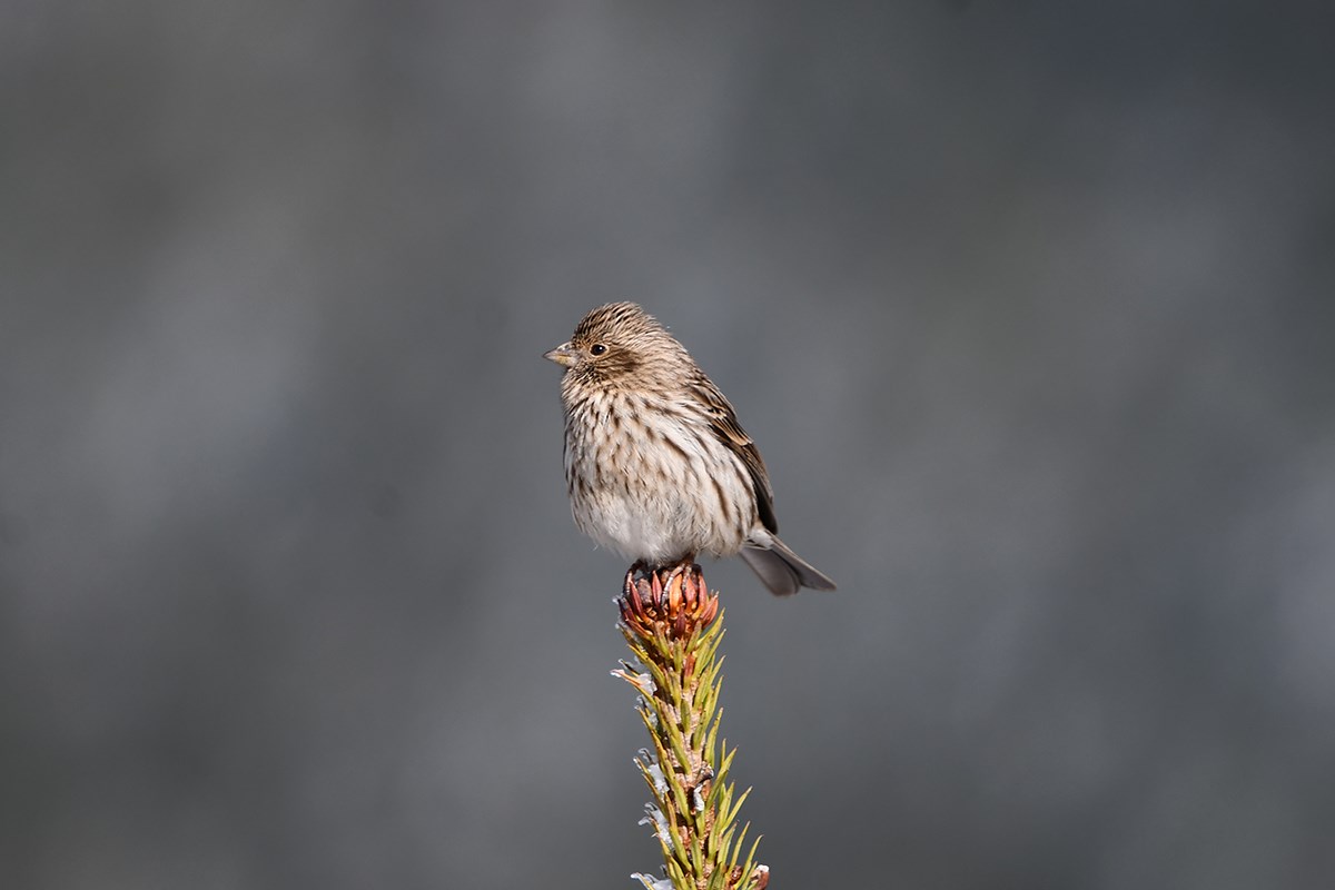 Chinese Beautiful Rosefinch | Foto von Liu Bin
