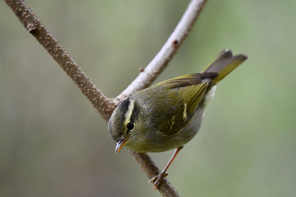 Claudias Leaf Warbler | Foto von Liu Bin