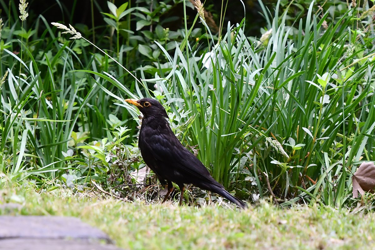 Common Blackbird | Foto von Liu Bin