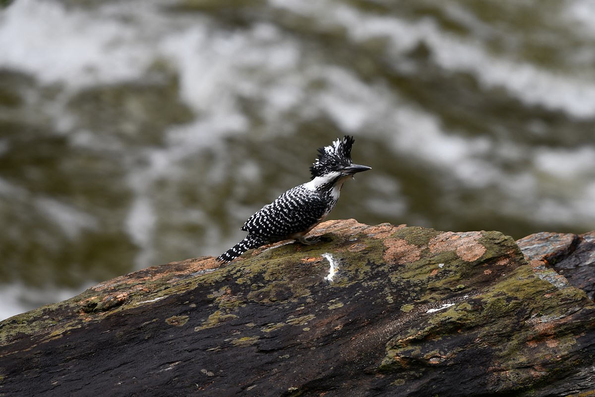 Crested Kingfisher | Foto von Liu Bin