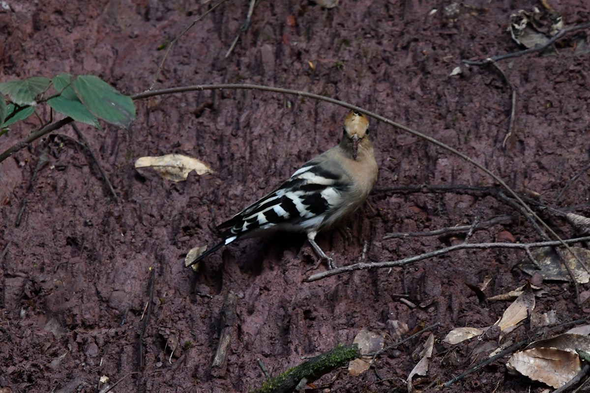 Eurasian Hoopoe | Foto von Liu Bin