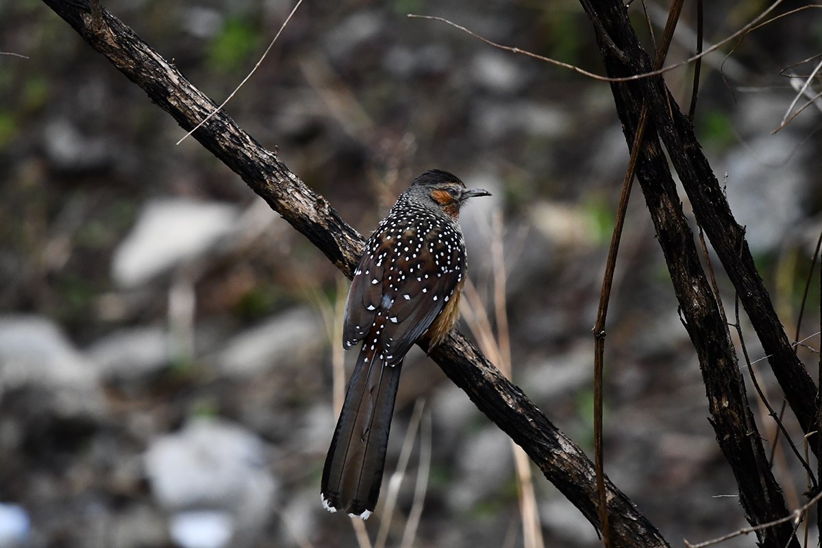 Giant Laughingthrush | Foto von Liu Bin