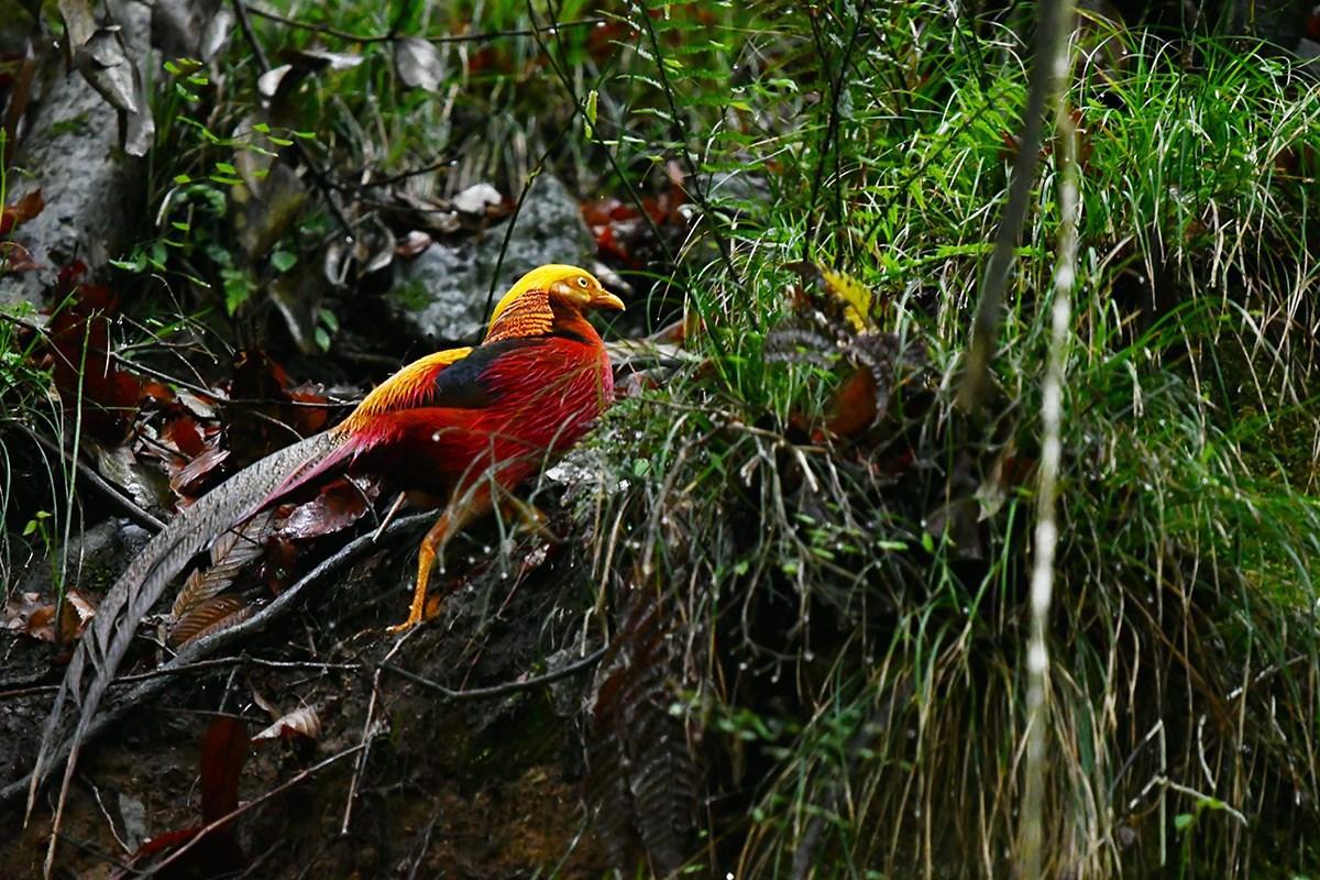 Golden Pheasant | Foto von Liu Bin