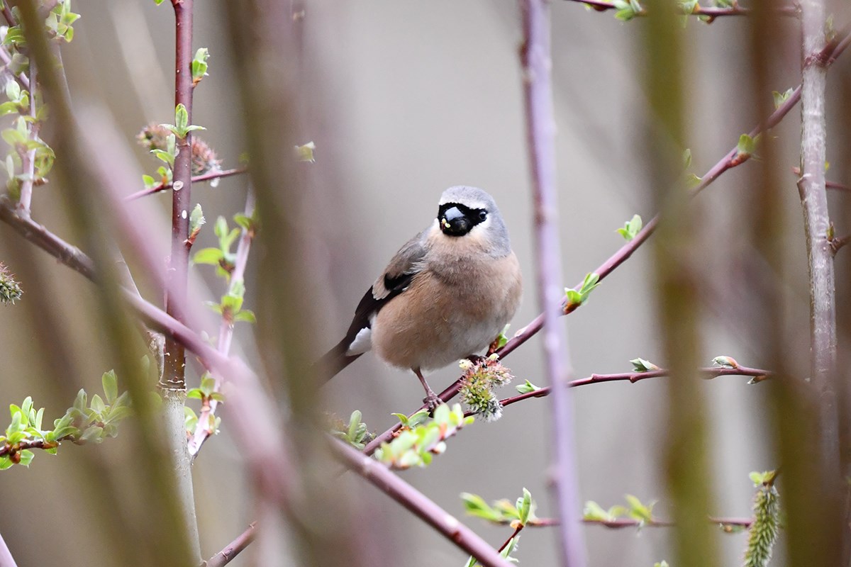 Grey Headed Bullfich | Foto von Liu Bin