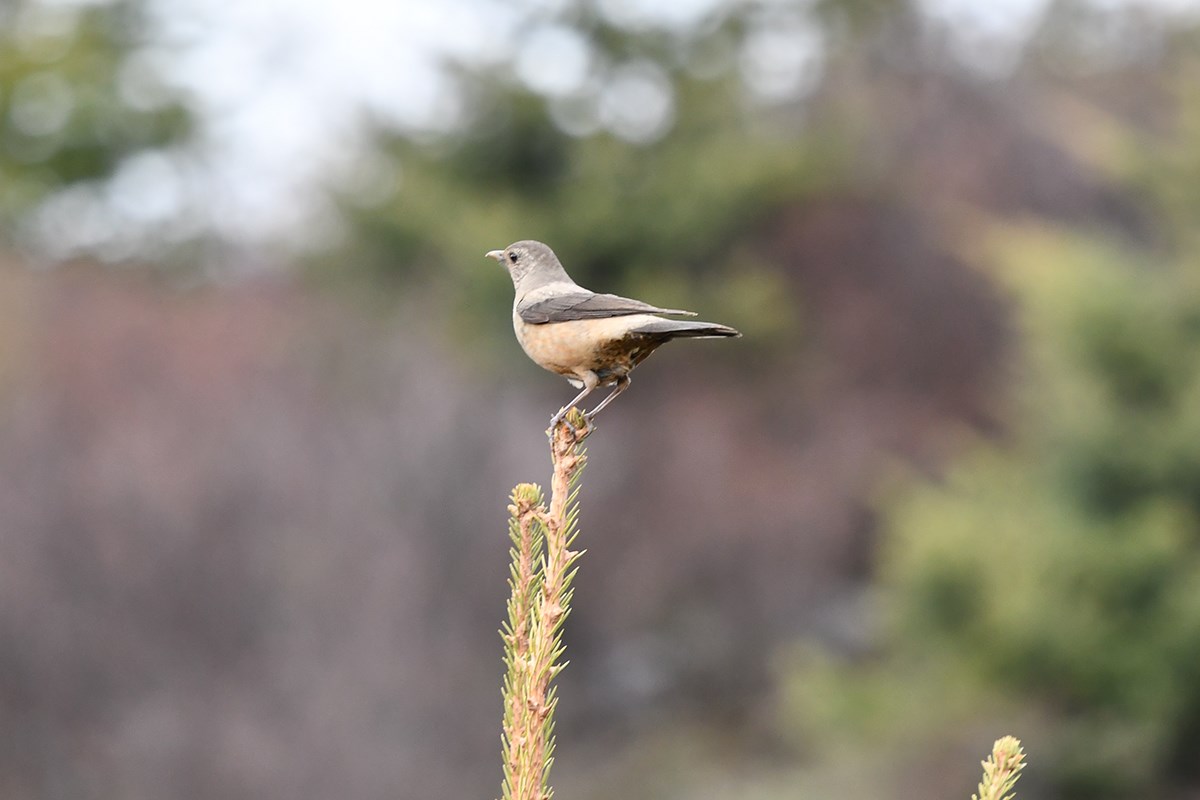 Kesslers Thrush | Foto von Liu Bin
