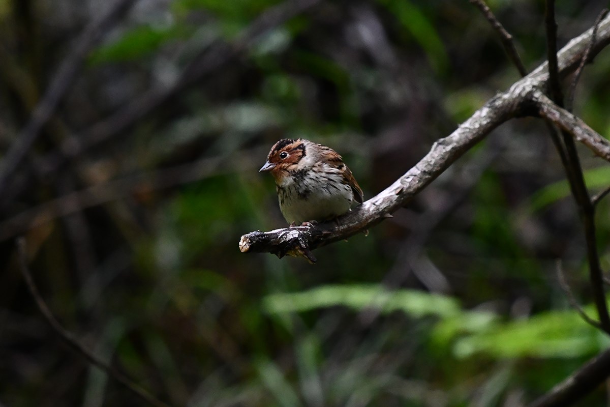 Little Bunting | Foto von Liu Bin
