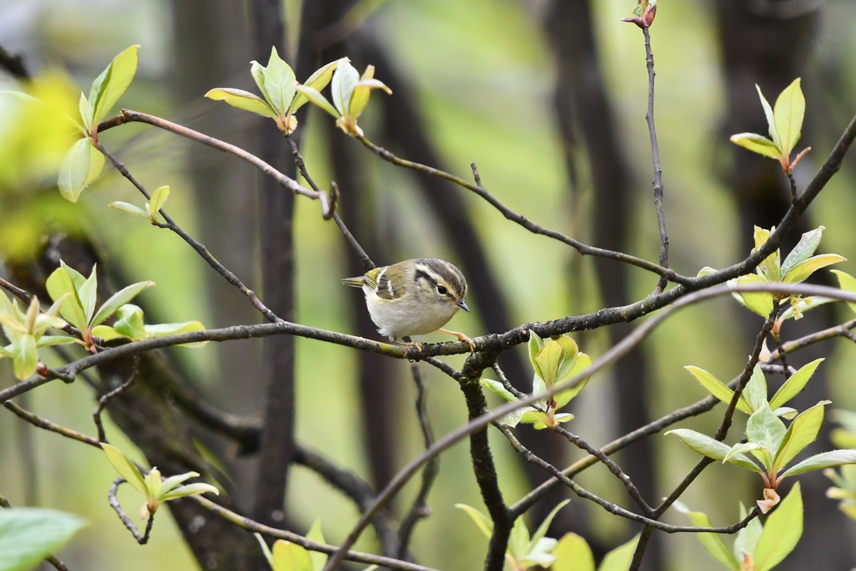 Sichuan Leaf Warbler | Foto von Liu Bin