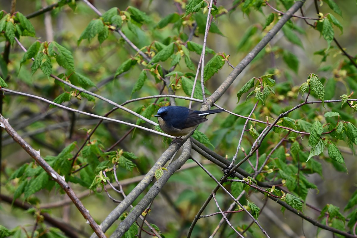 Slaty Blue Flycatcher | Foto von Liu Bin
