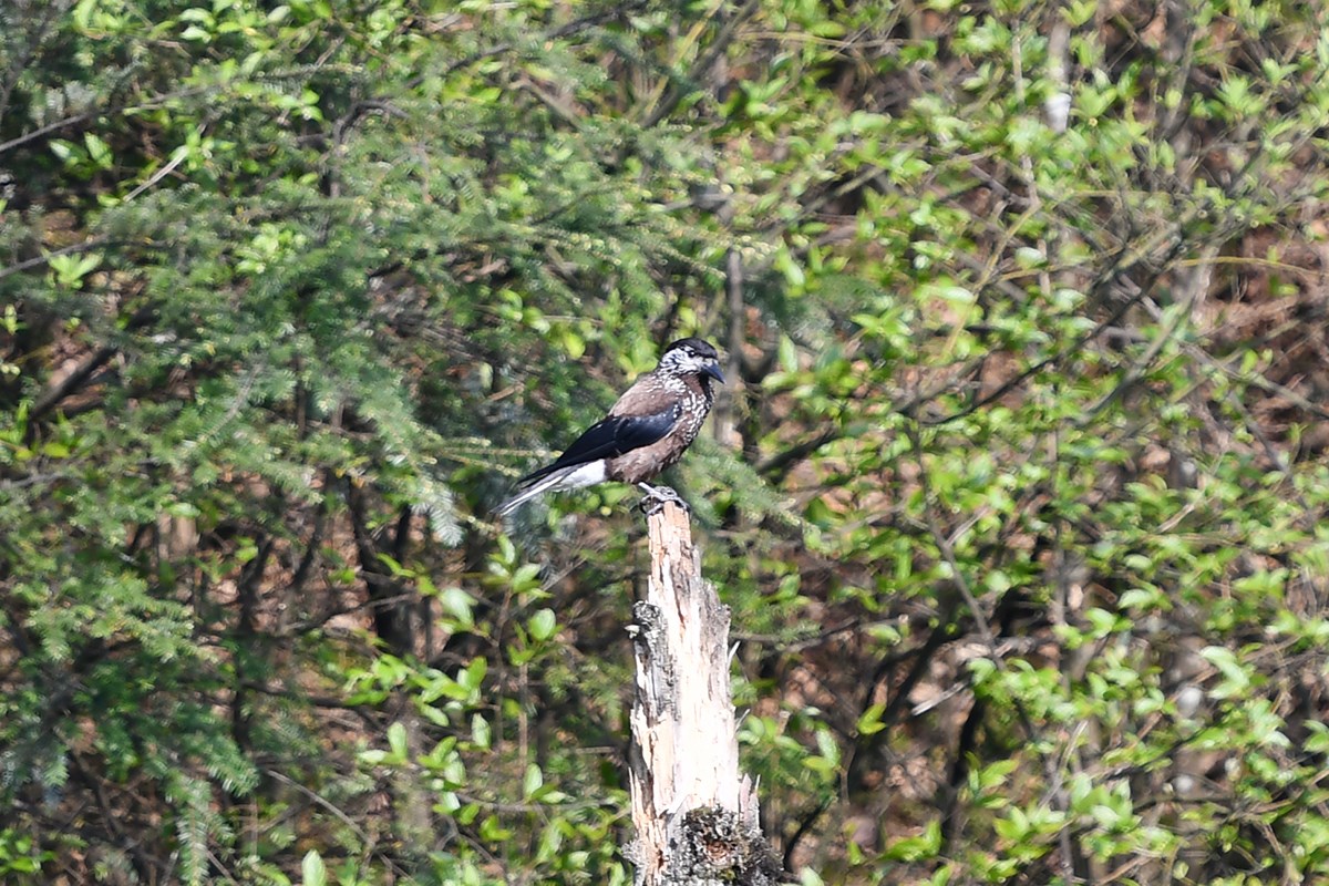 Spotted Nutcracker | Foto von Liu Bin