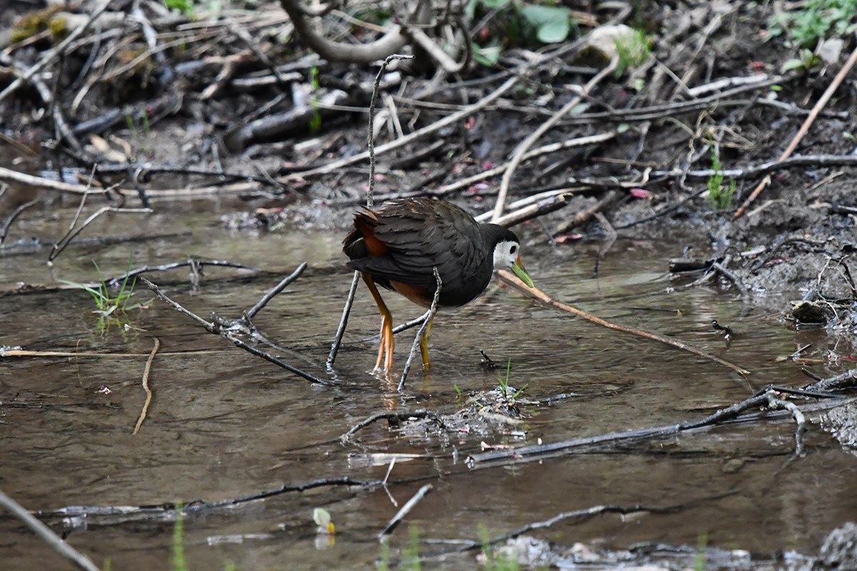 White Breasted Waterhen | Foto von Liu Bin