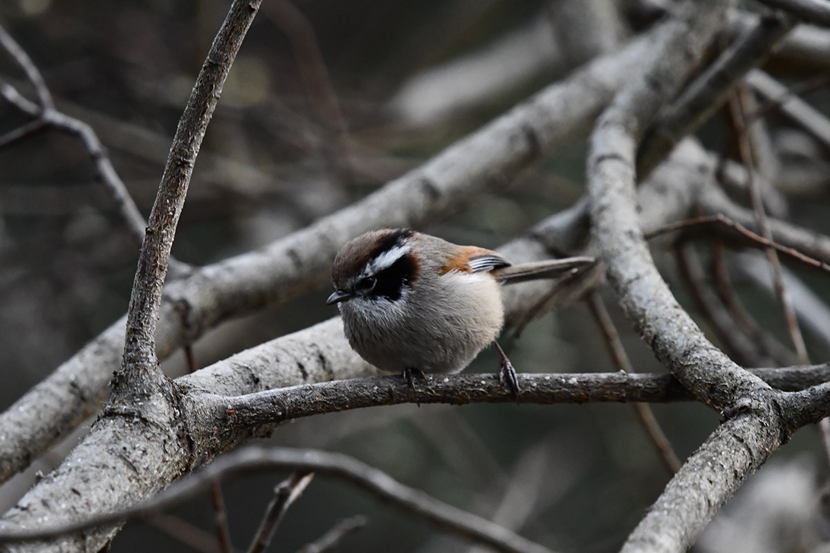 White Browed Fulvetta | Foto von Liu Bin