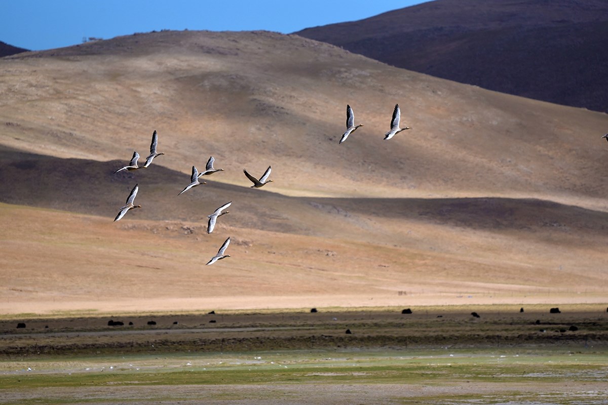 Bar Headed Goose | Foto von Liu Bin