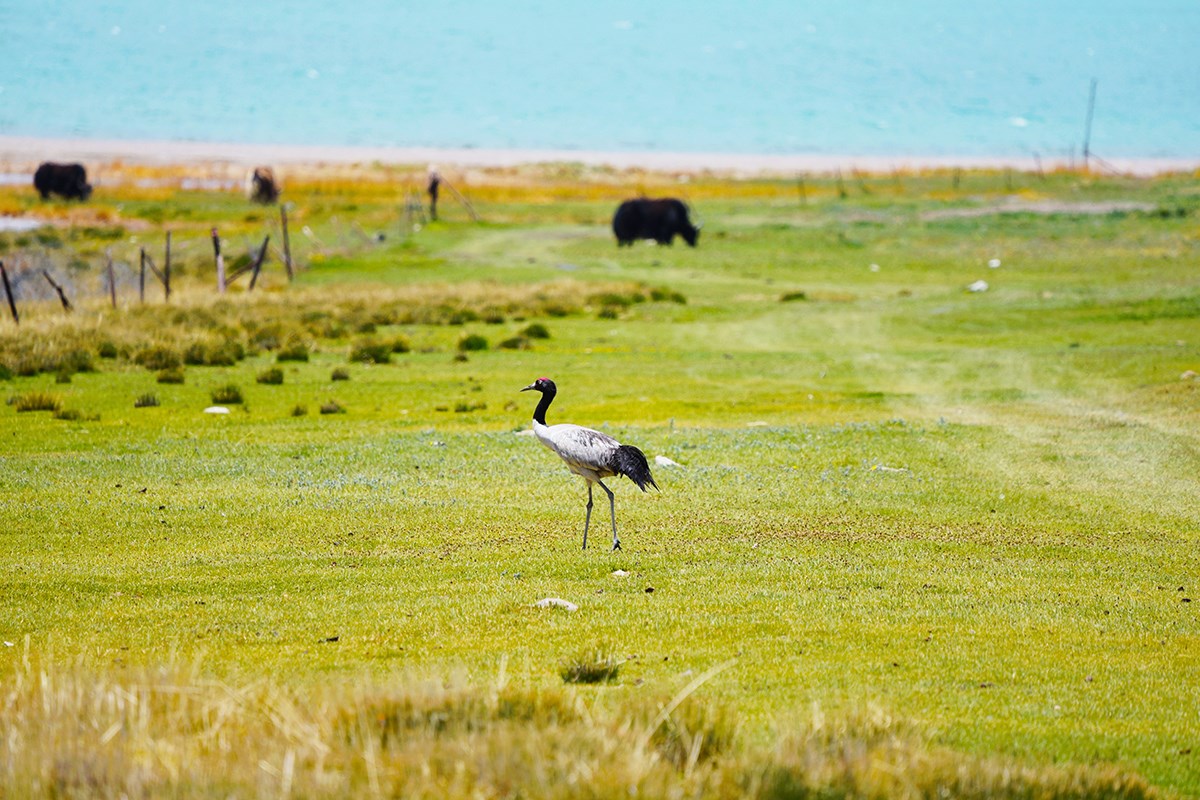 Black Necked Crane | Foto von Liu Bin