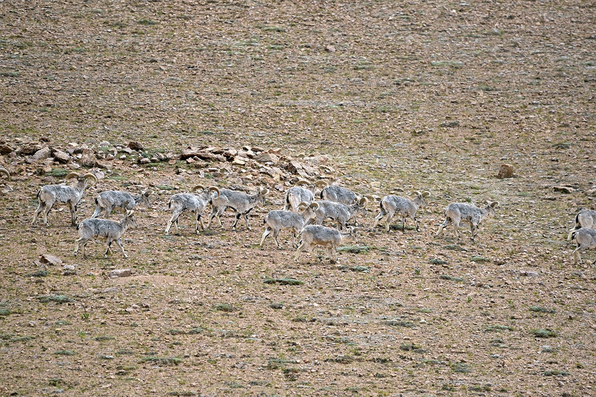 Blue Sheep | Foto von Liu Bin
