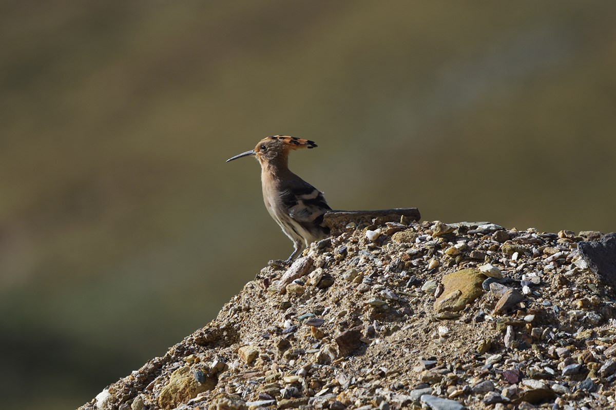 Eurasian Hoopoe | Foto von Liu Bin