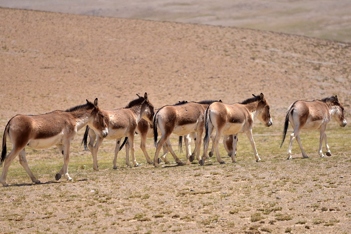 Kiang | Foto von Liu Bin