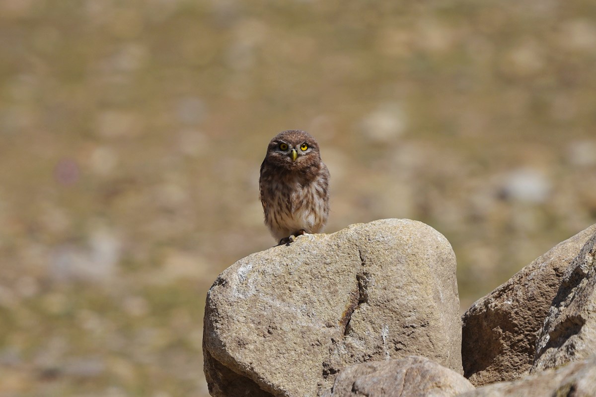 Little Owl | Foto von Liu Bin