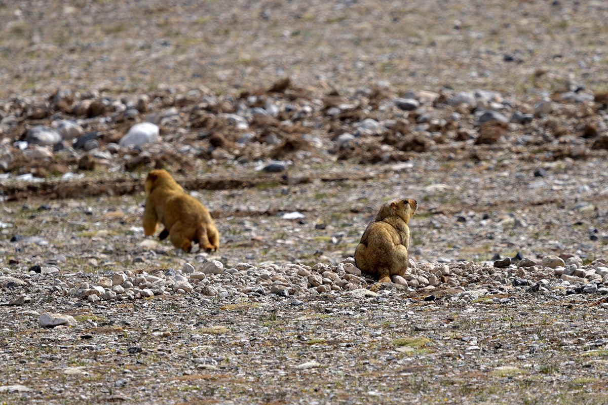 Marmot | Foto von Liu Bin