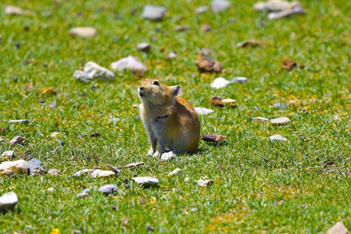 Pika | Foto von Liu Bin
