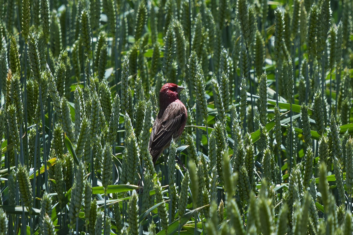Pink Rumped Rosefinch | Foto von Liu Bin