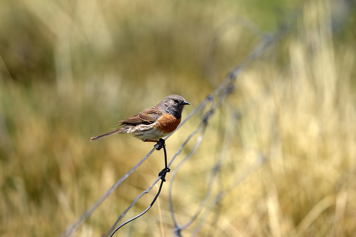 Robin Accentor | Foto von Liu Bin