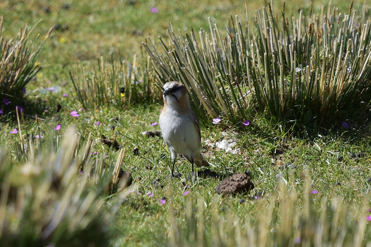 Rufous Necked Snowfinch | Foto von Liu Bin