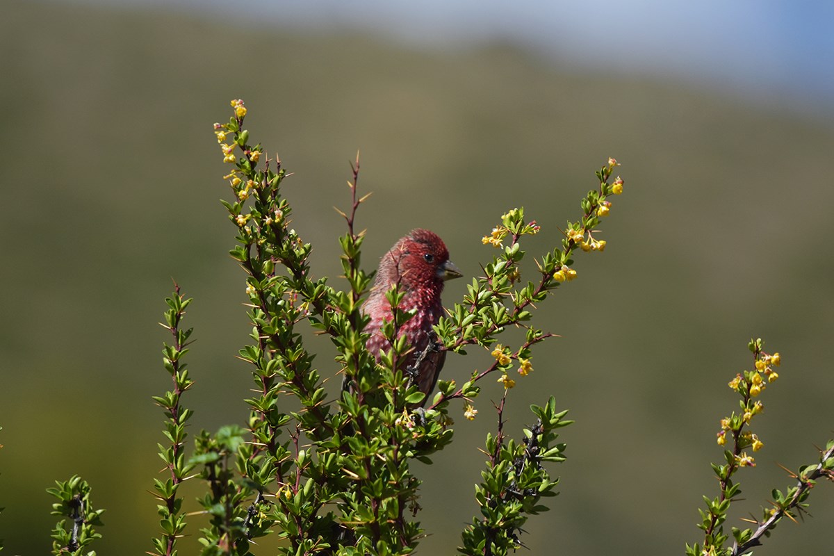 Streaked Rosefinch | Foto von Liu Bin