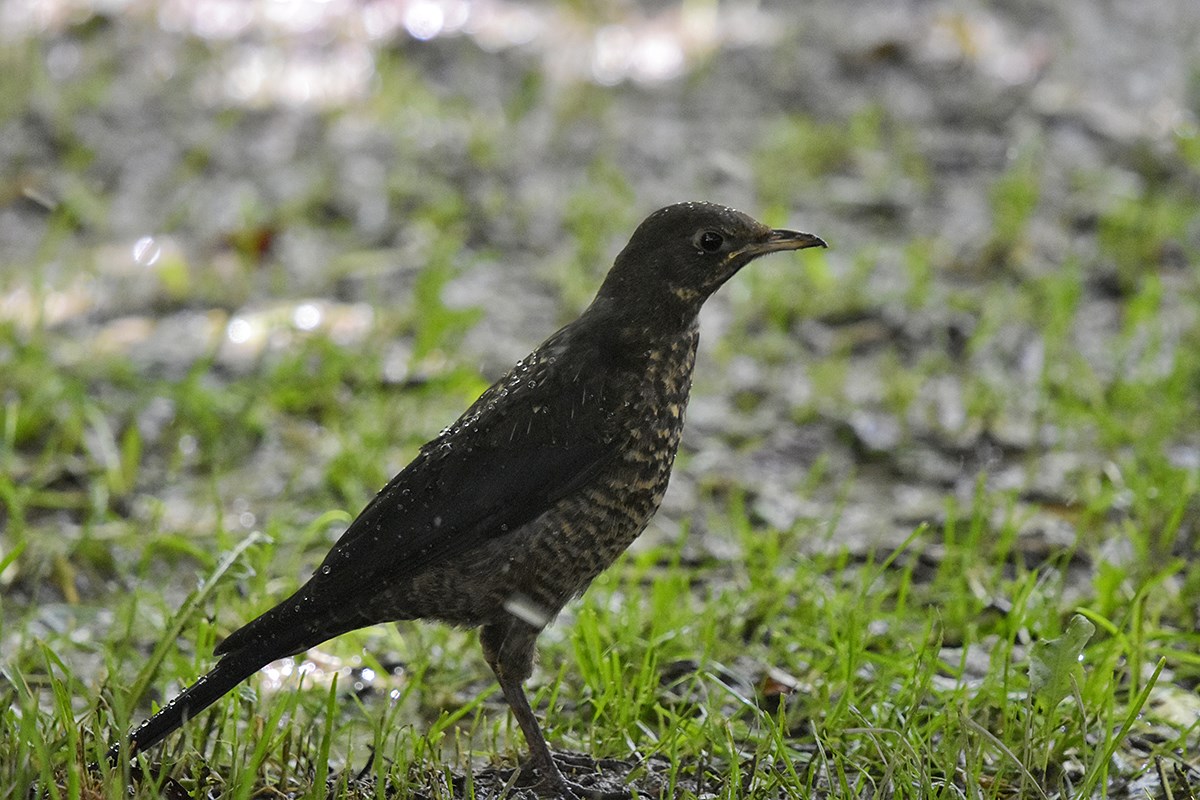 Tibetan Blackbird | Foto von Liu Bin