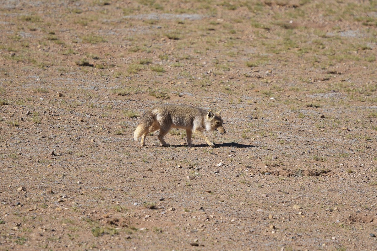 Tibetan fox | Foto von Liu Bin