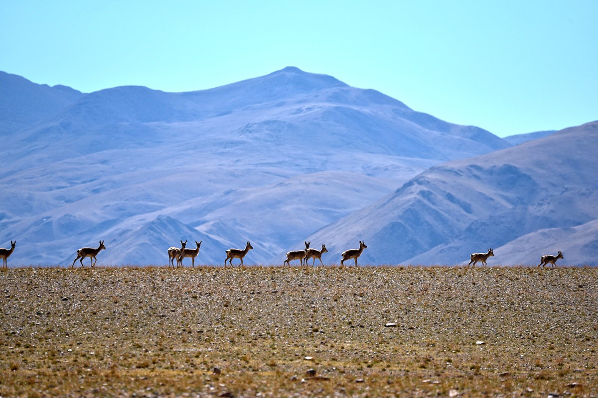 Tibetan Gazelle | Foto von Liu Bin