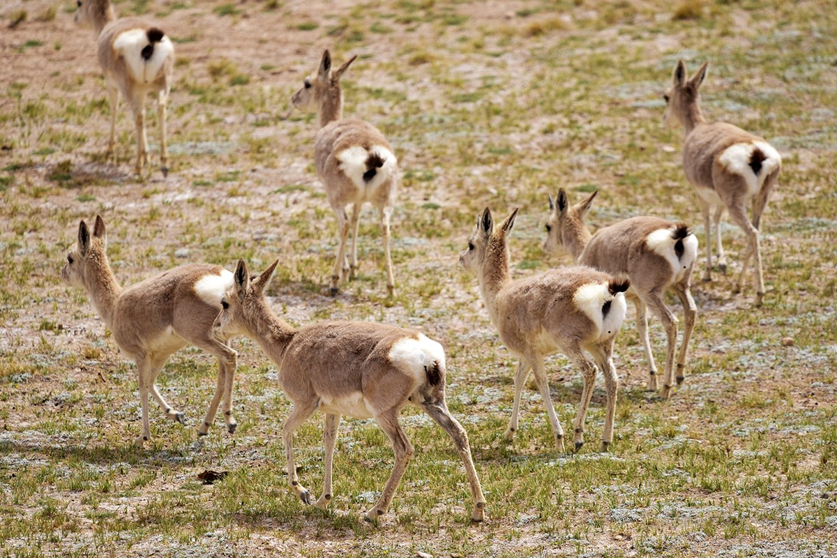 Tibetan Gazelle | Foto von Liu Bin