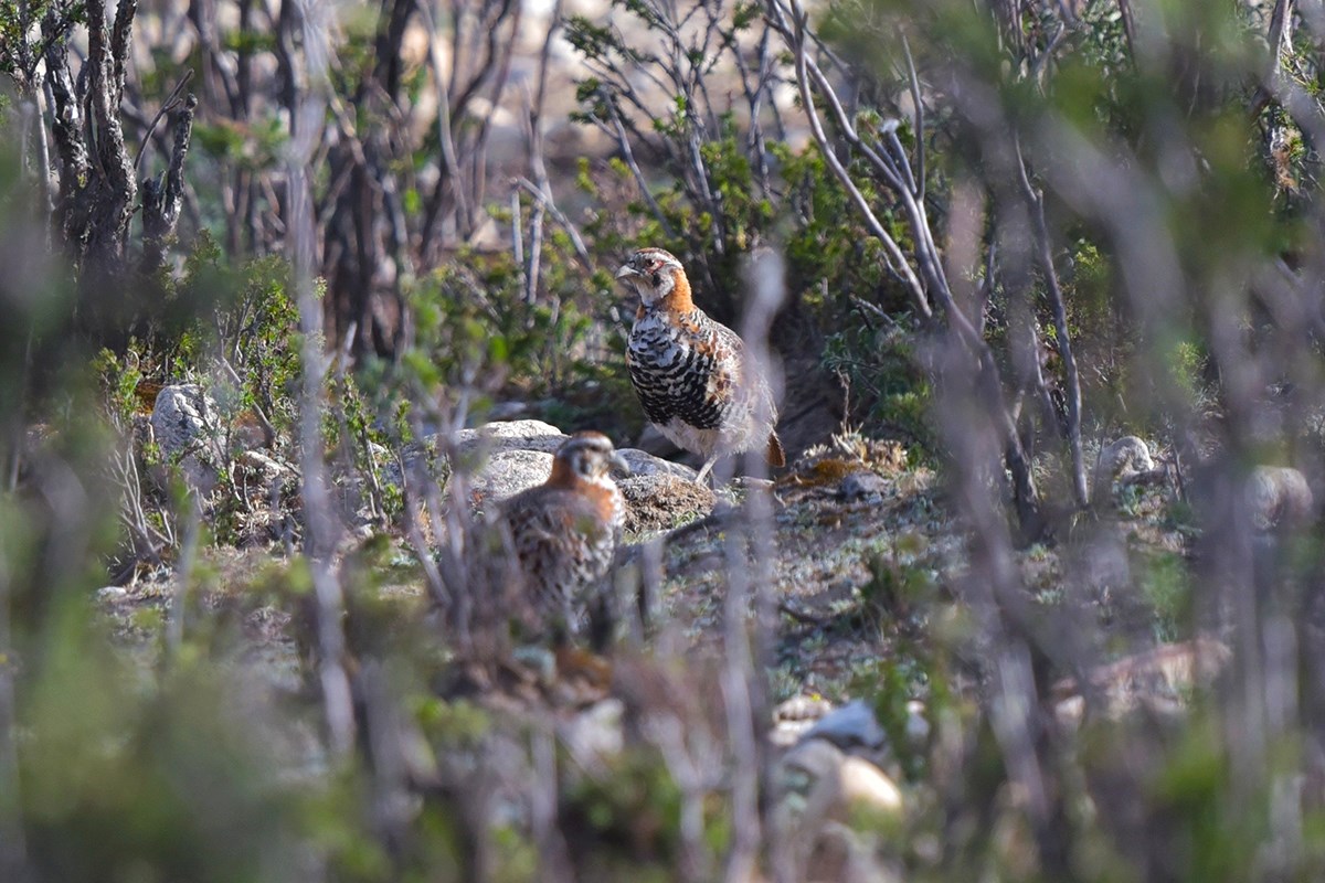 Tibetan Partridge | Foto von Liu Bin