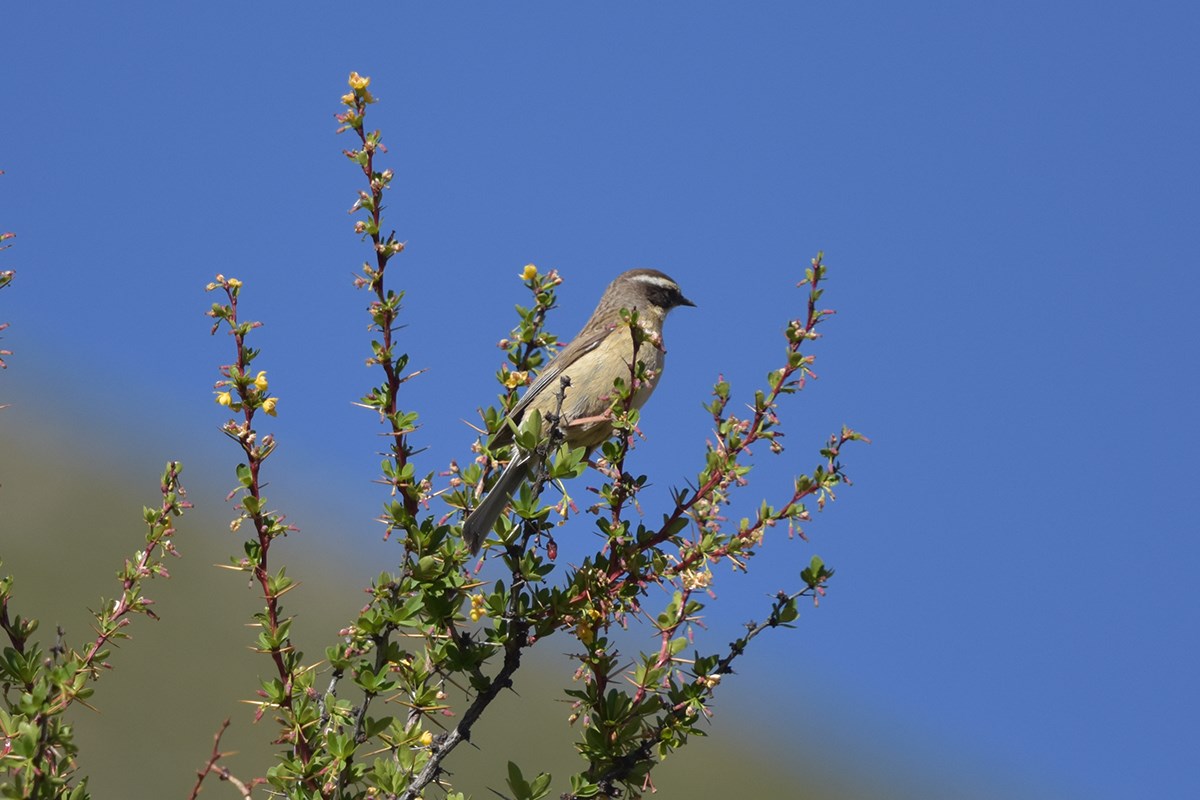 White Browed Tit | Foto von Liu Bin
