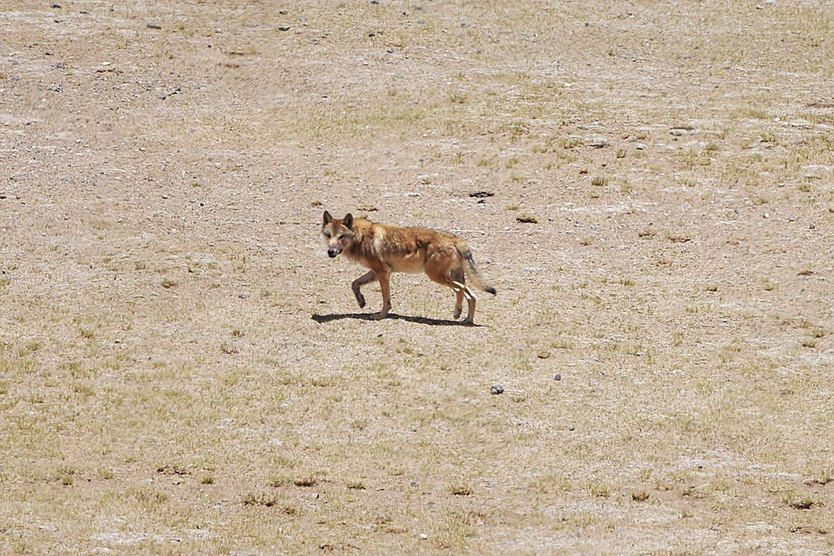 Wolf | Foto von Liu Bin