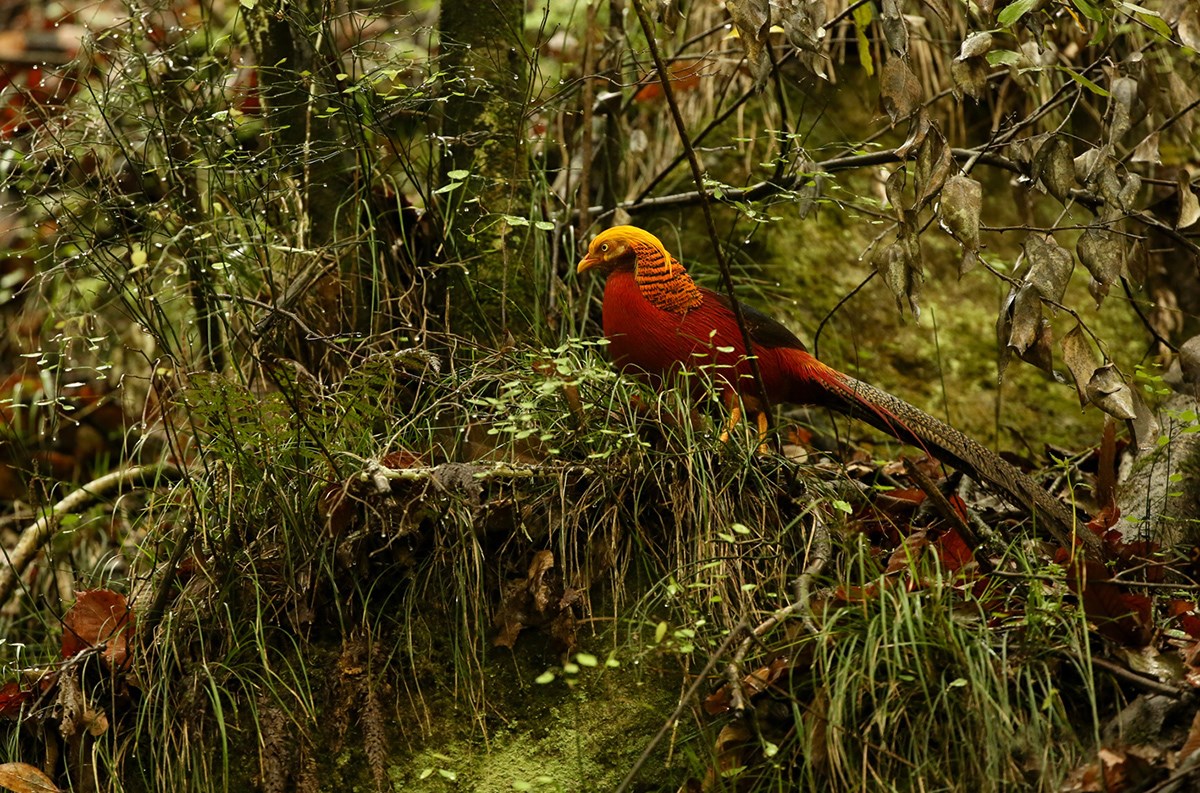 Golden Pheasant | Foto von Thierry Quelennec