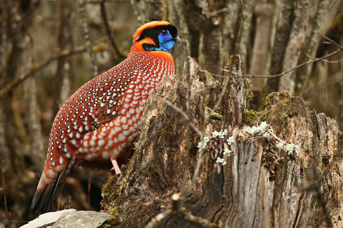 Temmincks Tragopan | Foto von Thierry Quelennec