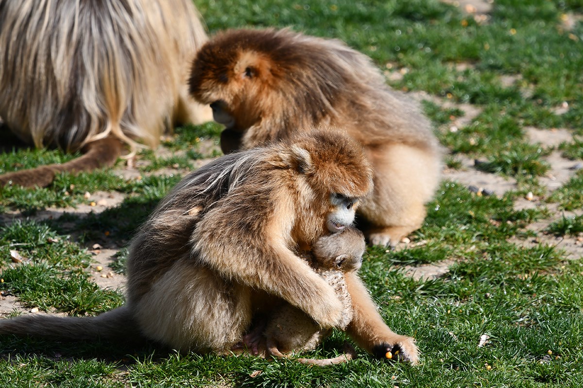 Golden Snub Nose Monkey | Foto von Liu Bin
