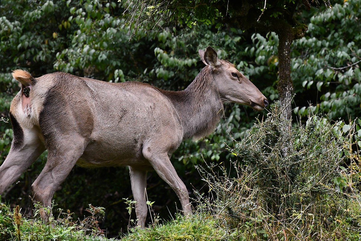 Sambar Deer | Foto von Liu Bin