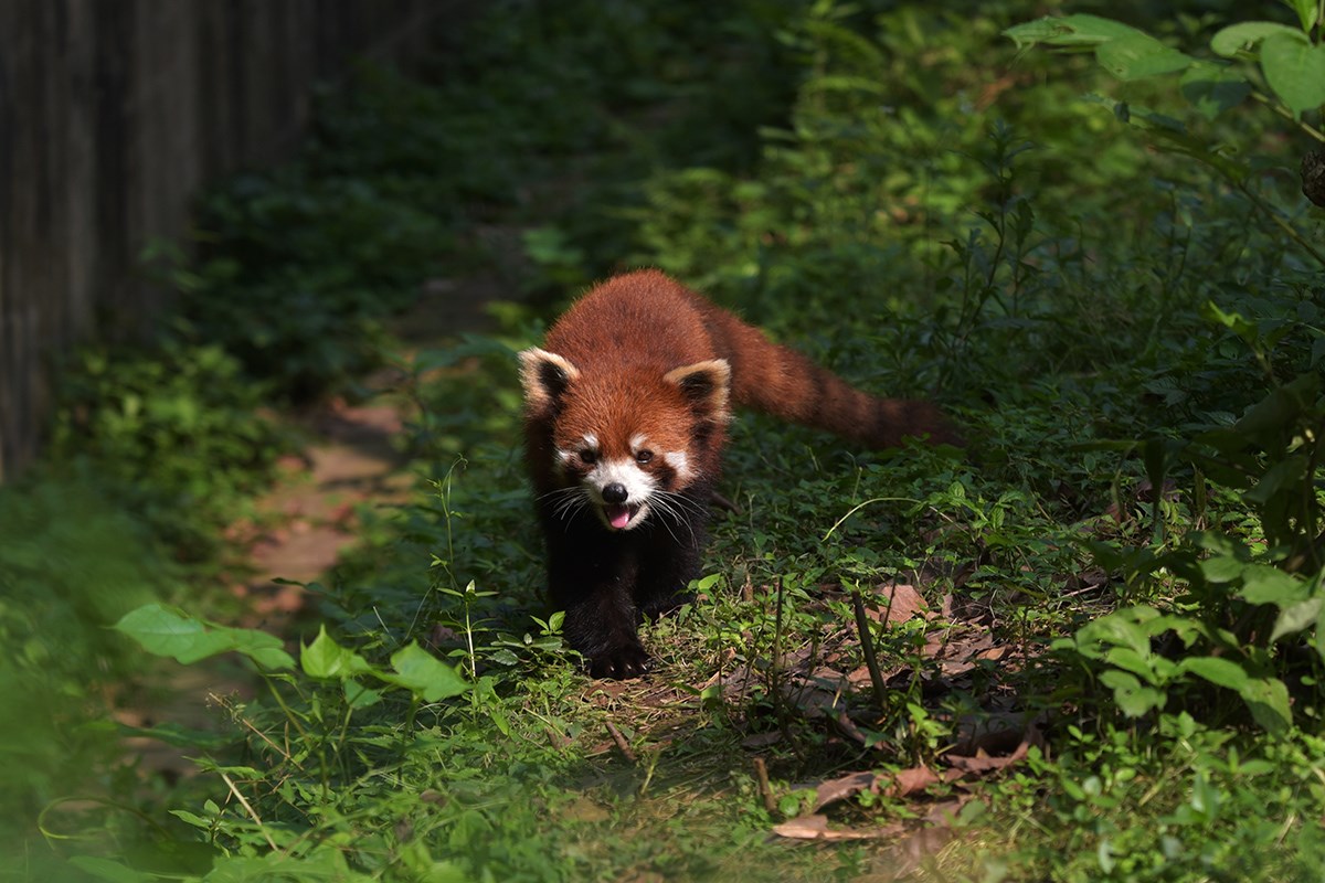 Red Panda | Foto von Liu Bin