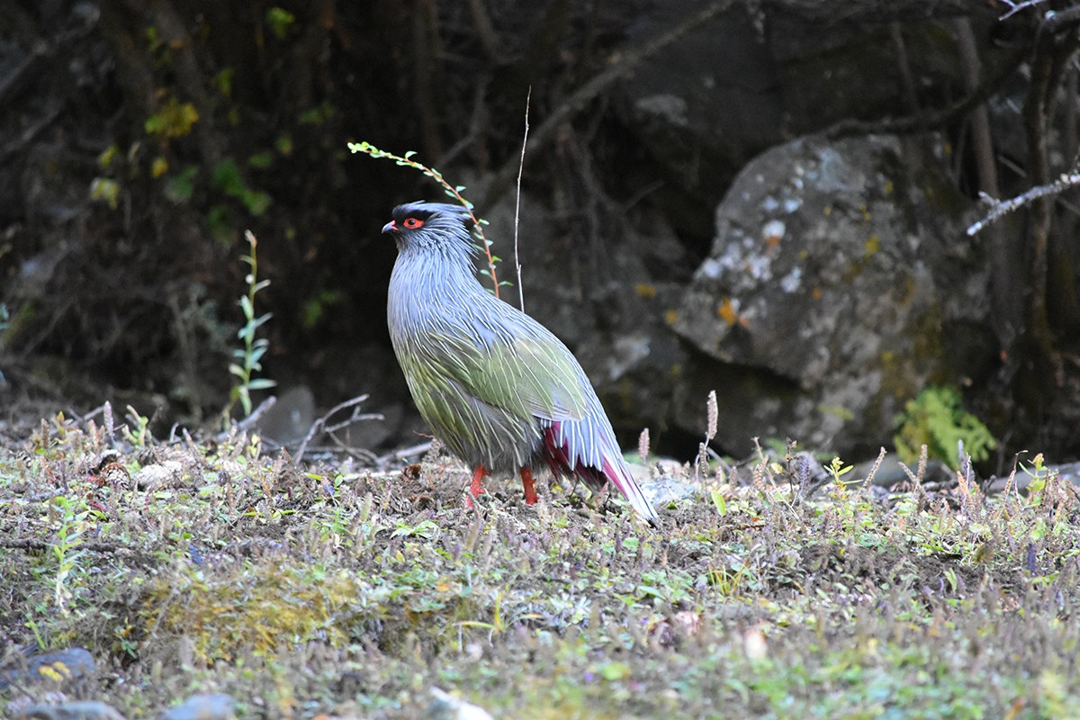 Blood Pheasant | Foto von Liu Bin