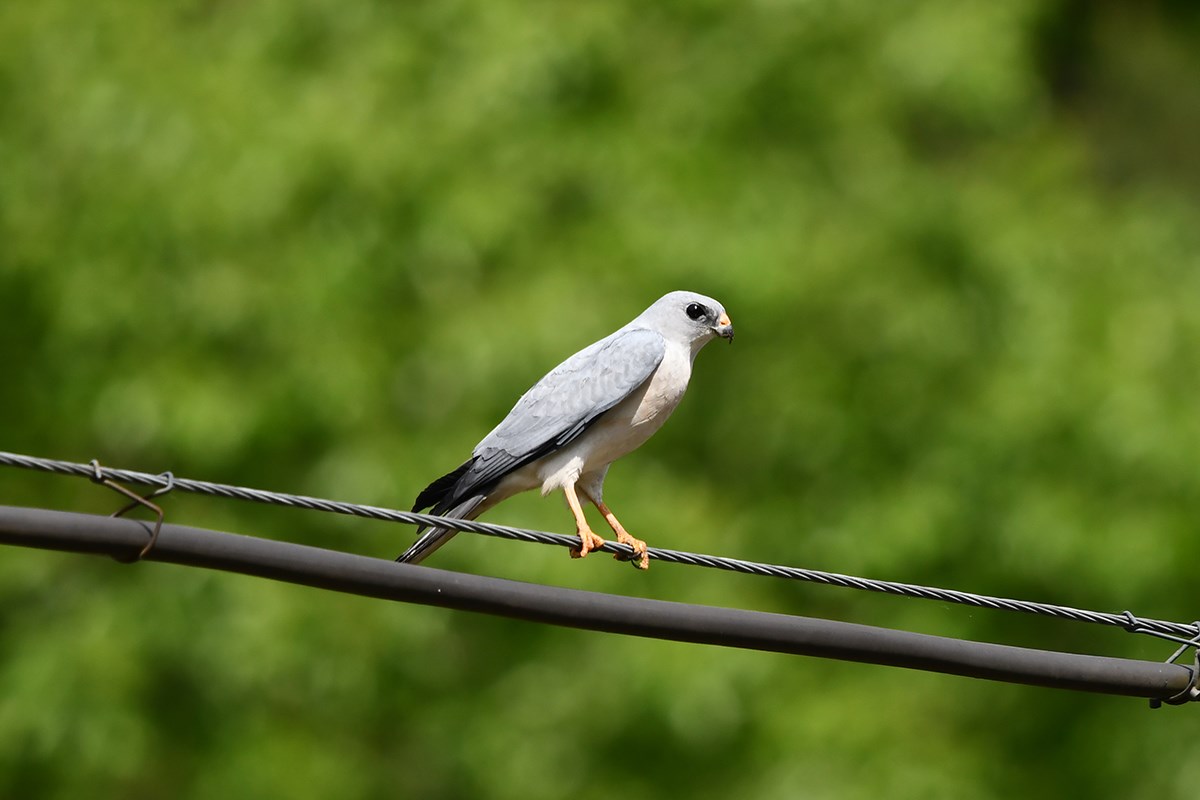 Chinese Sparrowhawk | Foto von Liu Bin