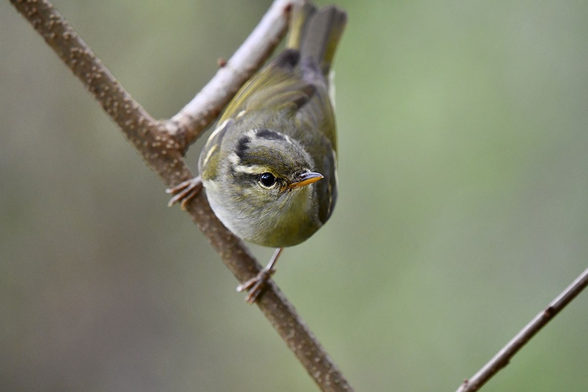 Claudias Leaf Warbler | Foto von Liu Bin