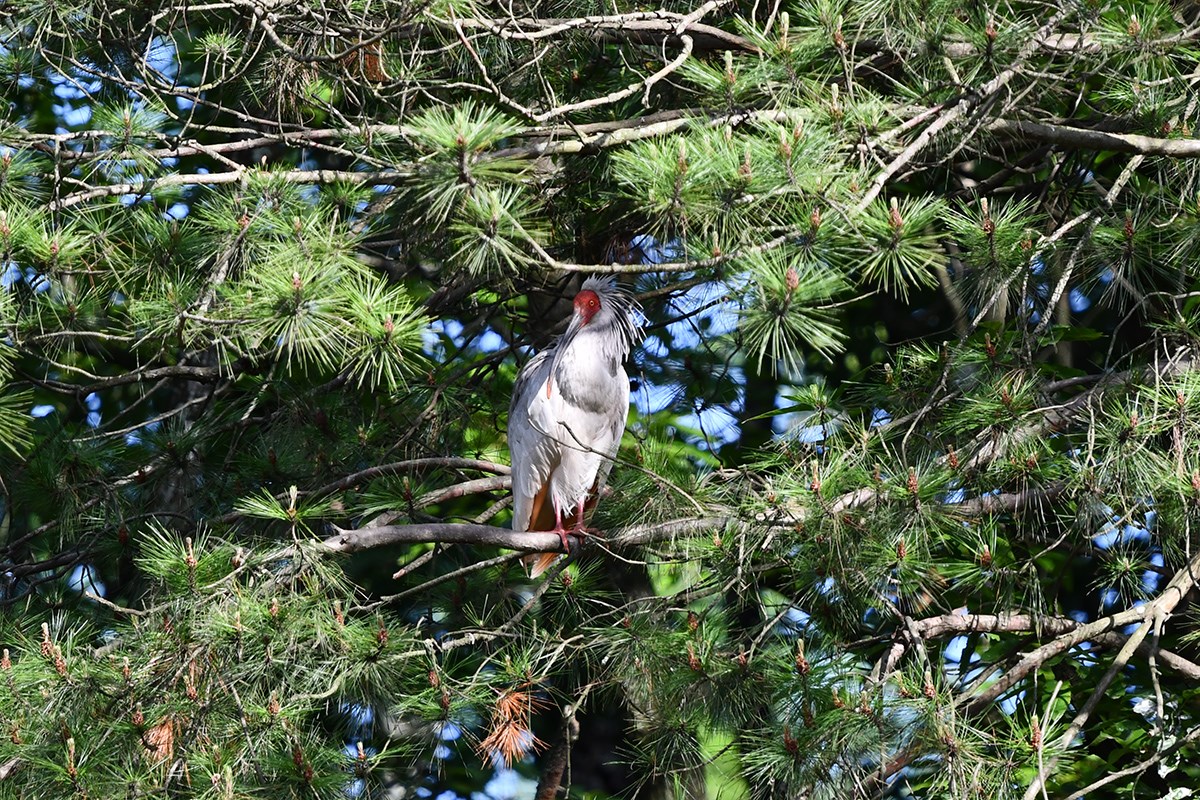 Crested Ibis | Foto von Liu Bin