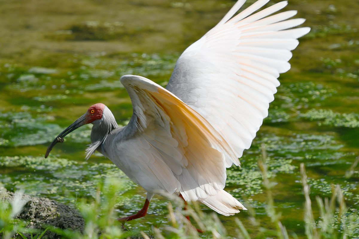 Crested Ibis | Foto von Liu Bin