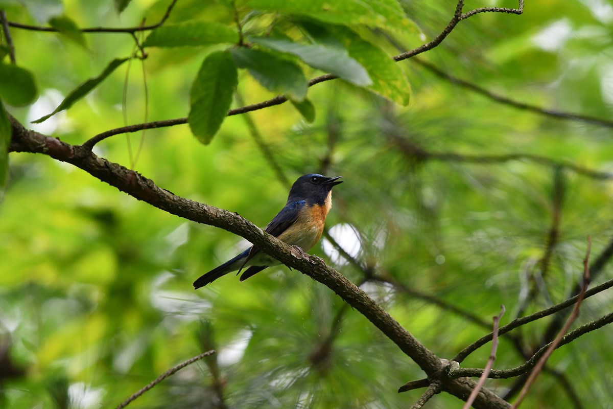 Cyornis Rubeculoides | Foto von Liu Bin