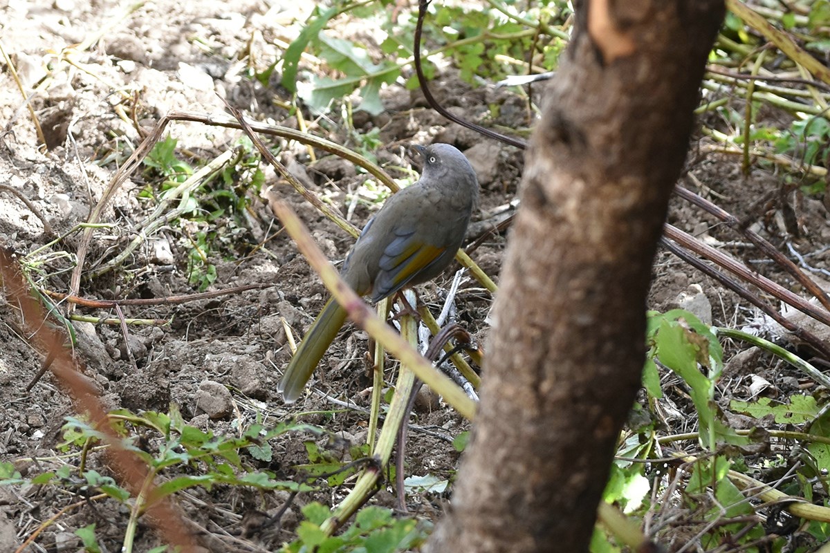 Elliots Laughingthrush | Foto von Liu Bin