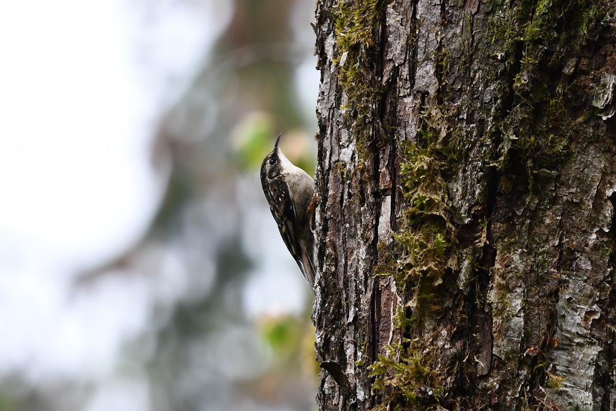Eyrasian Treecreeper | Foto von Liu Bin